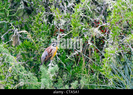 Homme Golden-Breasted Bunting près de nid, Eastern Cape, Afrique du Sud Banque D'Images