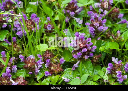 Auto guérison commune, Prunella vulgaris Banque D'Images