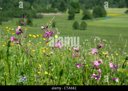 Flower meadow avec renoncules, Ranunculus acris, et red campion, Silene dioica, Haute-Bavière, Allemagne Banque D'Images