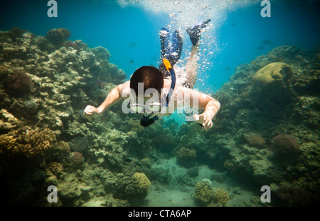 Snorkeler diving le long de la barrière de cerveau Banque D'Images