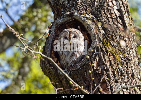 Brown Owl (Strix Aluco enr.) dans un tronc d'arbre, Bavière, Allemagne Banque D'Images