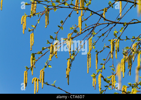 Chatons sur un bouleau verruqueux (Betula pendula), Bavière, Allemagne Banque D'Images