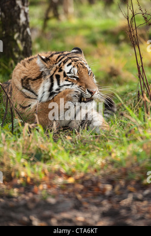 Lissage Tigre lui-même Banque D'Images