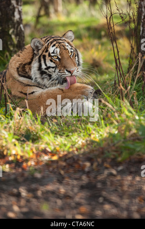 Lissage Tigre lui-même Banque D'Images