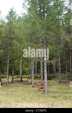 Bouc sous un arbre, vallée de Leutasch, Tyrol, Autriche Banque D'Images