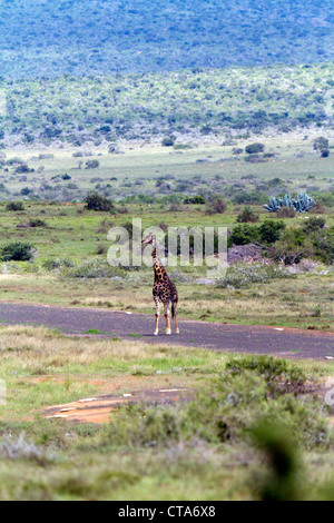 Girafe africaine patrouiller d'atterrissage à Private Game Reserve, Afrique du Sud Banque D'Images