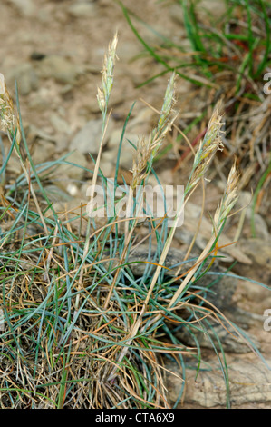 Le MOUTON-Festuca ovina Fétuque Banque D'Images