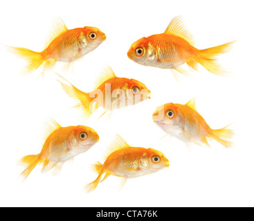 Les petits poissons d'or sur fond blanc Banque D'Images