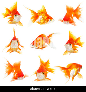 Les petits poissons d'or sur fond blanc Banque D'Images