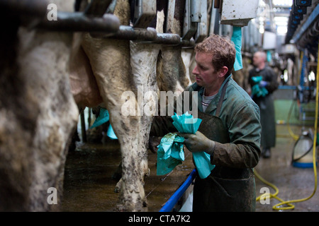 Les vaches laitières être traite. Banque D'Images