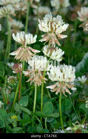 Le Trèfle blanc Trifolium repens (Fabaceae) Banque D'Images