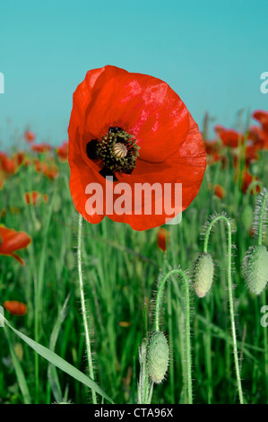 Papaver rhoeas coquelicot commun (Papaveraceae) Banque D'Images