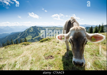 Bétail au pâturage, région de randonnée Nagelfluhkette, Sonthofen, Oberallgau, Bavière, Allemagne Banque D'Images