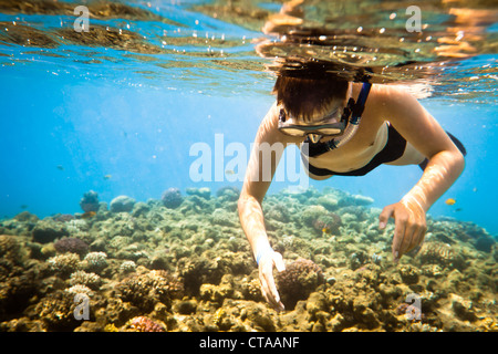 Snorkeler diving le long de la barrière de cerveau Banque D'Images