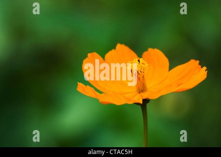 Cosmos Polidor dans un jardin anglais. Banque D'Images