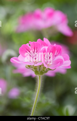 Pelargonium 'Crimson'. Banque D'Images