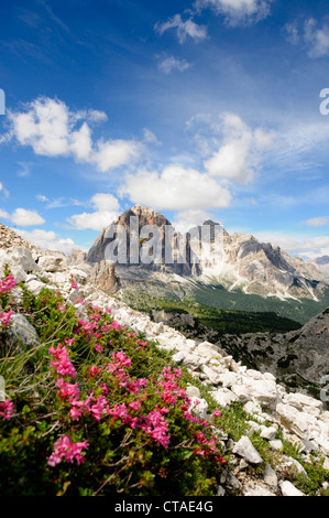 Rhododendrons alpins, Cinque torri, Dolomiti ampezzane, Dolomites, Tyrol du Sud, Vénétie, Italie Banque D'Images