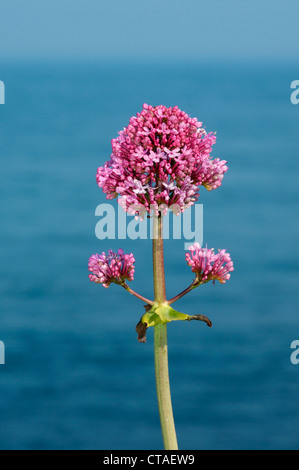 La valériane rouge Centranthus ruber (Valérianacées) Banque D'Images