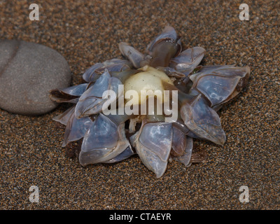 Barnacle Goose Lepas anatifera, UK, Banque D'Images