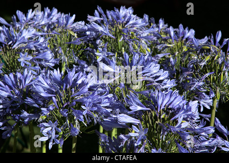 Bleu vif (Agapanthus africanus) Banque D'Images