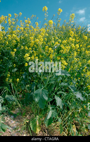 CHARLOCK Sinapis arvensis (Brassicaceae) Banque D'Images