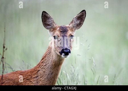 Chevreuil, Capreolus capreolus, seule femme chef tourné, Warwickshire, Juin 2012 Banque D'Images