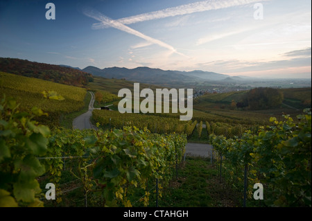 Vignobles dans Markgraflerland, près de Freiburg im Breisgau, Forêt-Noire, Bade-Wurtemberg, Allemagne Banque D'Images