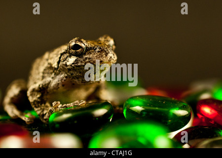 La rainette versicolore (Hyla versicolor) Banque D'Images