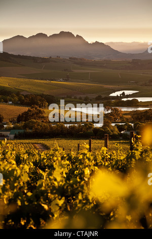 Vue sur les vignobles de Jordan Winery au lever du soleil, Stellenbosch, Western Cape, Afrique du Sud Banque D'Images