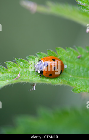 7-spot Ladybird Coccinella 7-punctata coléoptère adulte sur une feuille d'Ortie Banque D'Images