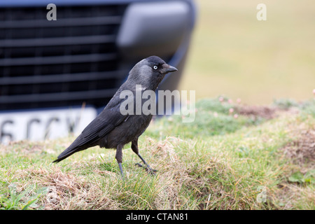 Corvus monedula choucas ; Royaume-Uni ; Banque D'Images
