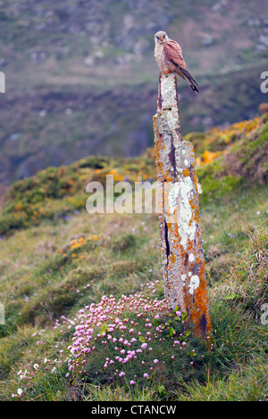 ; Kestrel Falco tinnunculus, Cornwall, UK Banque D'Images