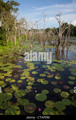 Les nénuphars géants Victoria Amazonica sur Lago Vitoria Regia lac près de bras latéral de Amazon River, près de Manaus, Amazonas, Brésil, S Banque D'Images