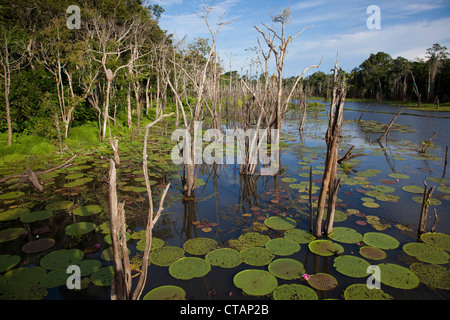 Les nénuphars géants Victoria Amazonica sur Lago Vitoria Regia lac près de bras latéral de Amazon River, près de Manaus, Amazonas, Brésil, S Banque D'Images