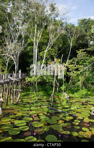 Les nénuphars géants Victoria Amazonica sur Lago Vitoria Regia lac près de bras latéral de Amazon River, près de Manaus, Amazonas, Brésil, S Banque D'Images