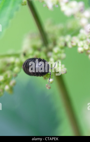 Comprimé cloporte Armadillidium vulgare sur une fleur umbellifer Banque D'Images