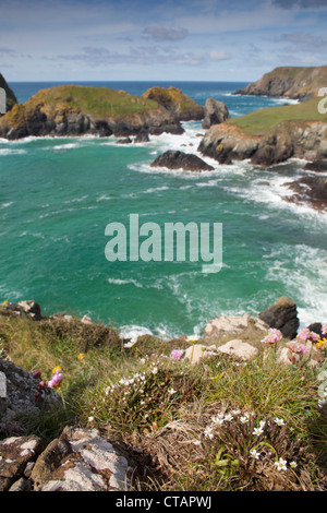 Kynance Cove ; Printemps ; sandwort Minuartia verna ; en premier plan, Cornwall, UK Banque D'Images