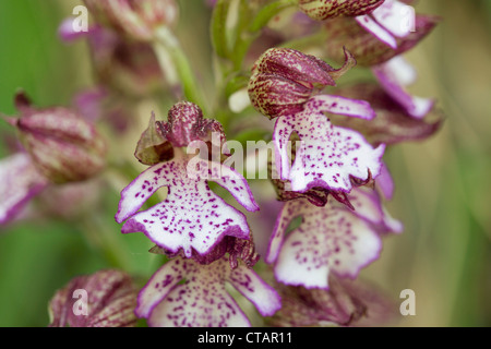 Orchidée pourpre, Orchis purpurea ; Pyrénées ; Espagne Banque D'Images