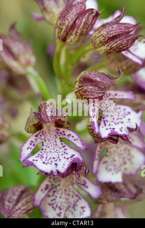 Orchidée pourpre, Orchis purpurea ; Pyrénées ; Espagne Banque D'Images