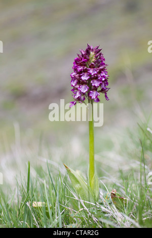 Orchidée pourpre, Orchis purpurea ; Pyrénées ; Espagne Banque D'Images