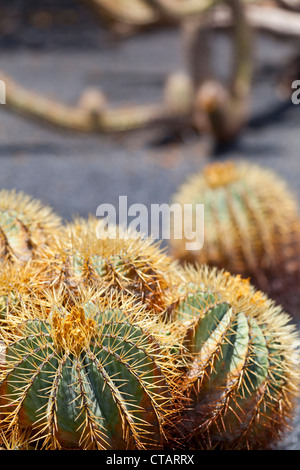 Jardin de Cactus - Lanzarote, Canary Islands, Spain, Europe Banque D'Images