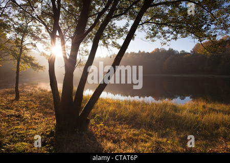 Arbre généalogique rétroéclairé à Mosenmaar, lac de cratère sur Mosenberg hill, à Speicher (de), près de Daun, Eifel, Rhénanie-Palatinat, Allemagne, Europe Banque D'Images