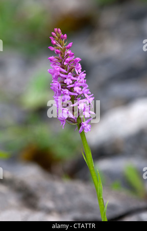 Orchidée parfumée commun Gymnadenia conopsea close-up de fleur Banque D'Images