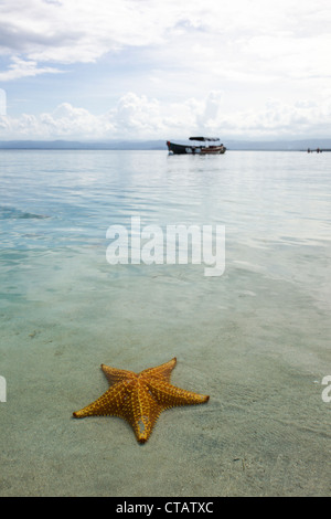 Étoile de mer avec un bateau en arrière plan à Ocean Dunes sur l'Île de Colon, Bocas del Toro, PANAMA. Banque D'Images