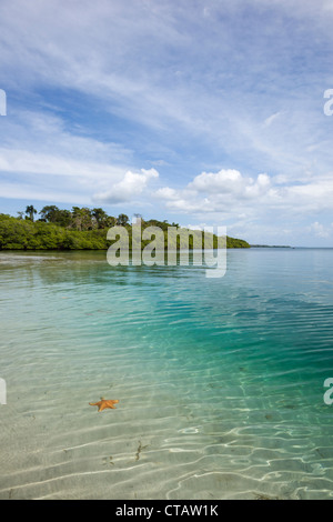 Étoile de mer Étoile de mer à Orange Beach sur l'Île de Colon, Bocas del Toro, PANAMA. Banque D'Images