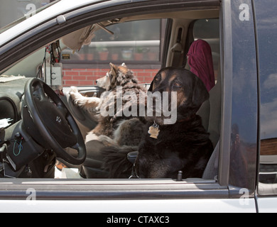 2 chiens seuls dans une voiture semblent être un pilote et un passager. Banque D'Images