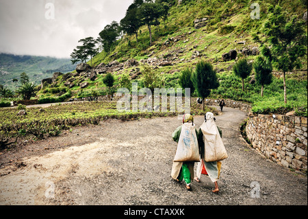 Les cueilleurs de thé tamouls sur leur façon de plateau facotry, la production de thé, Haputale, Hill Pays Sri Lanka Banque D'Images