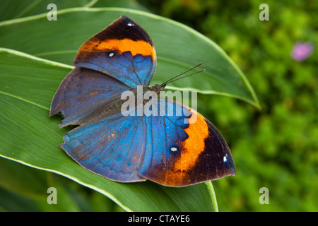 Papillon à la ferme aux papillons tropicaux sur l'île de Penang, Penang, Malaisie de l'état, en Asie du sud-est Banque D'Images