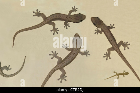 Quatre lézards sur une plage de sable, Manille, Makati, Metro Manila, l'île de Luzon, Philippines, Asie Banque D'Images