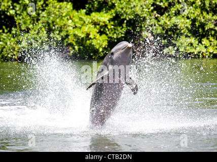 Trois dauphins flottent dans l'eau de mer ... Banque D'Images